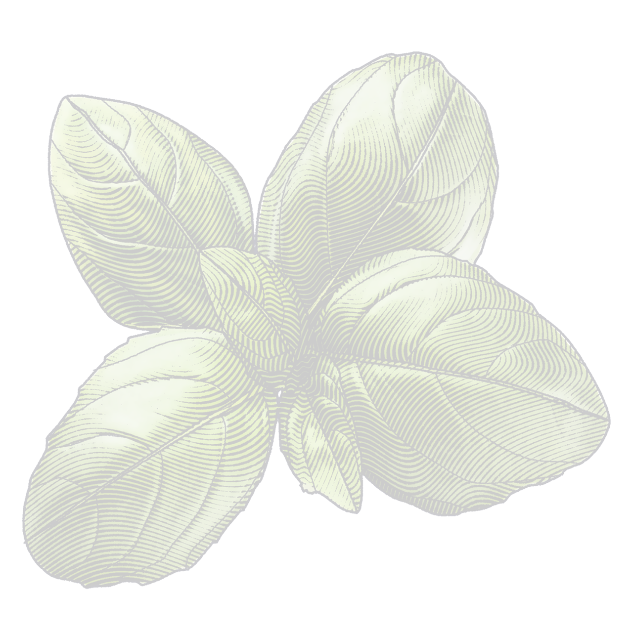Leaf Illustration